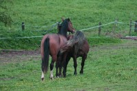 /album/pohlavni-pudy/snimek-122-2-jpg/